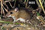 Peromyscus maniculatus